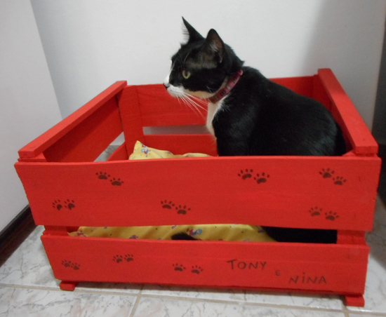 Customizando caixa para gatos
